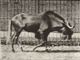 Plate 701 Gnu walking — figure reference